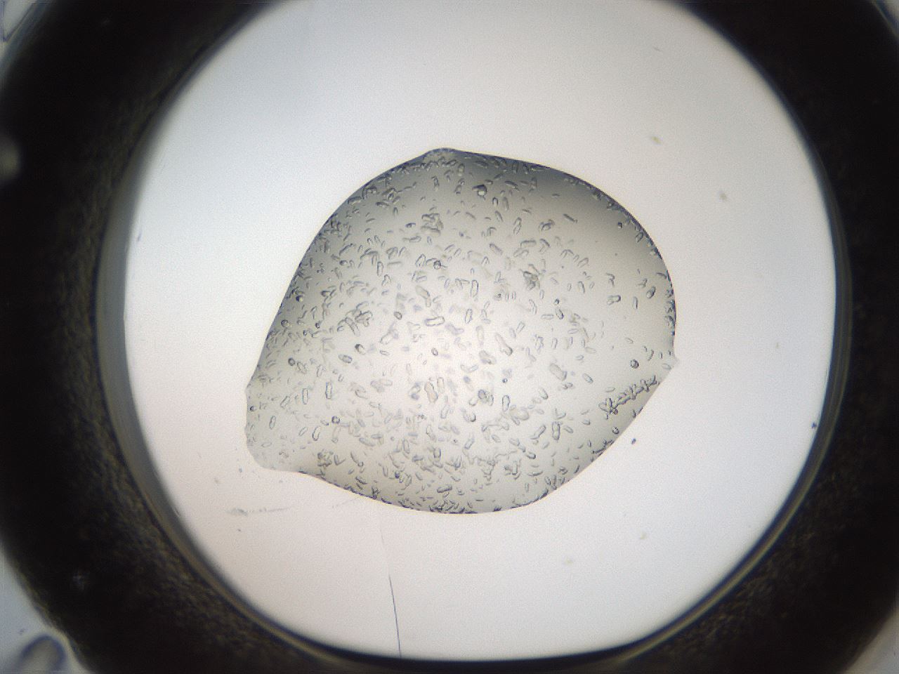 folderID207_plateID2207_batchID10014_wellNum71_profileID1_d1_r150275_ef.jpg