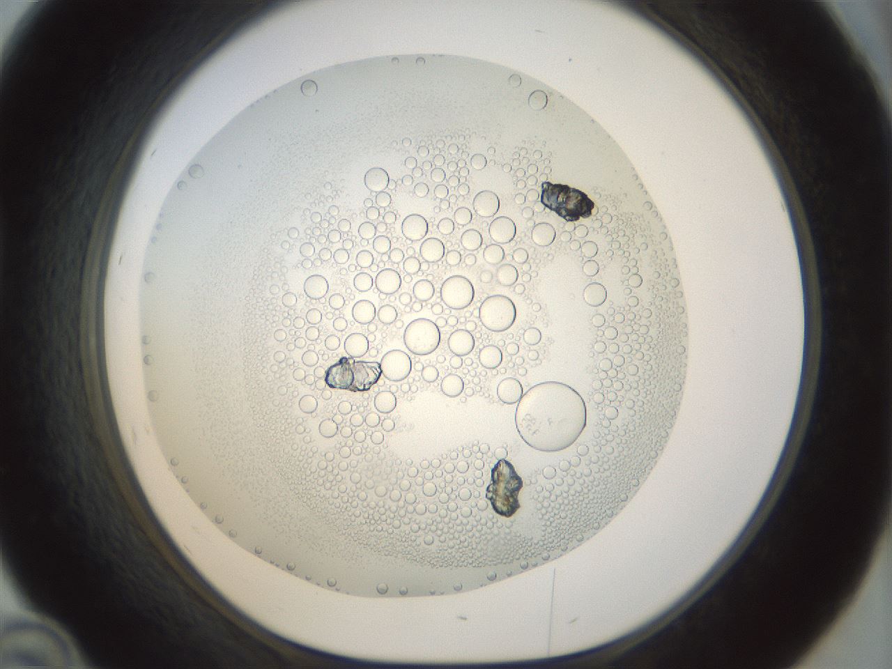 folderID209_plateID1209_batchID3665_wellNum46_profileID1_d1_r69242_ef.jpg