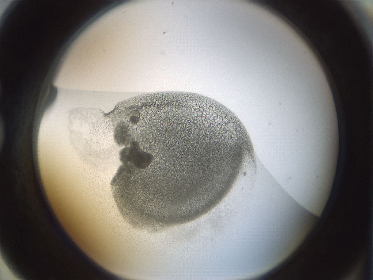 folderID210_plateID1210_batchID3713_wellNum79_profileID1_d1_r69884_ef.jpg