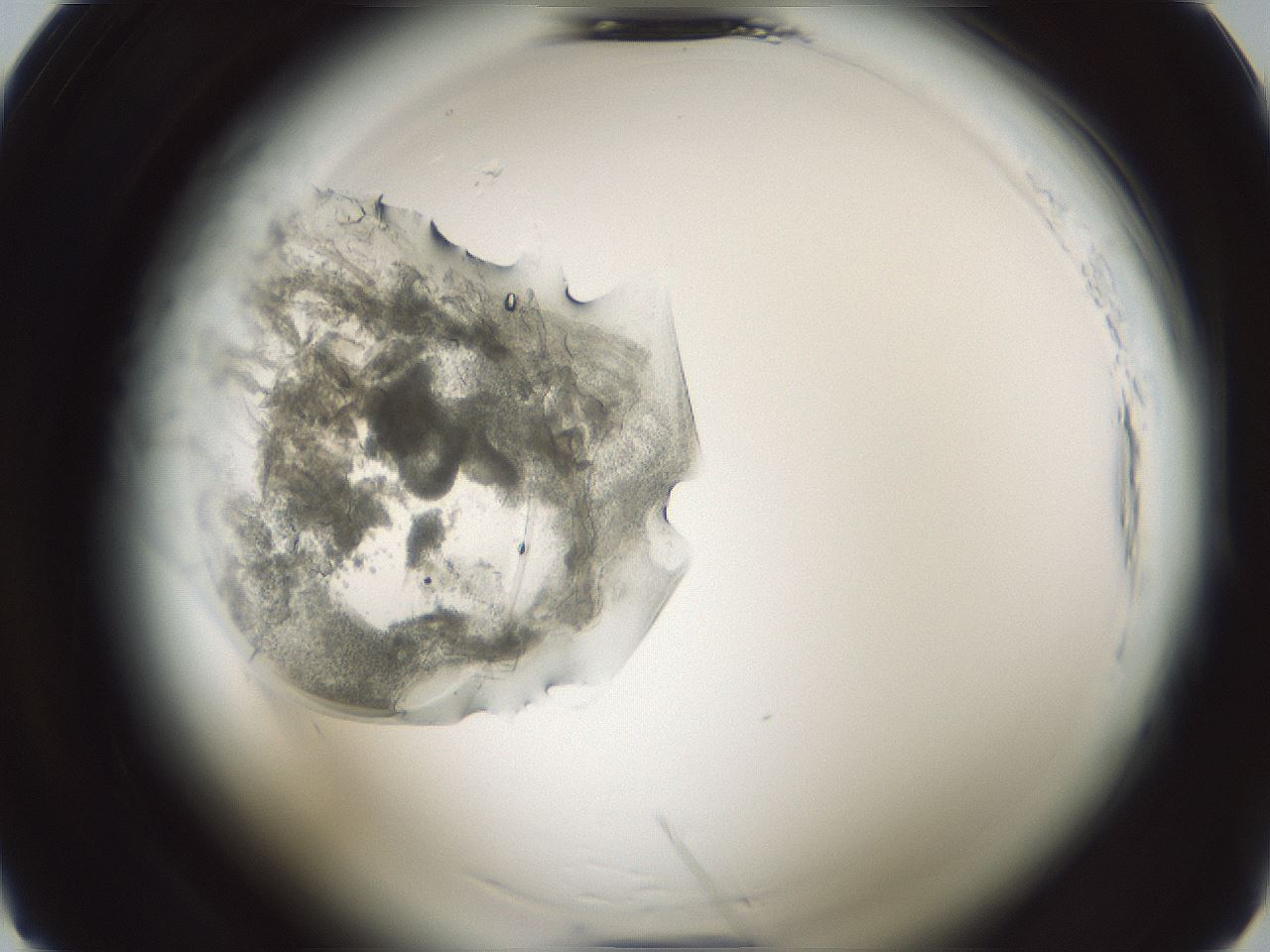 folderID583_plateID2583_batchID13179_wellNum7_profileID1_d2_r203357_ef.jpg
