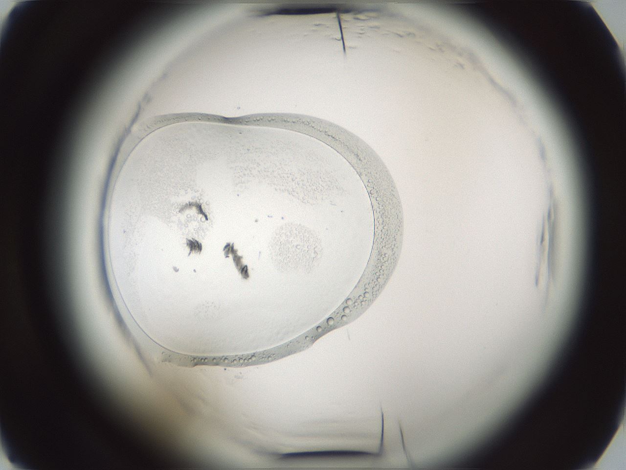 folderID584_plateID2584_batchID13181_wellNum13_profileID1_d2_r203951_ef.jpg