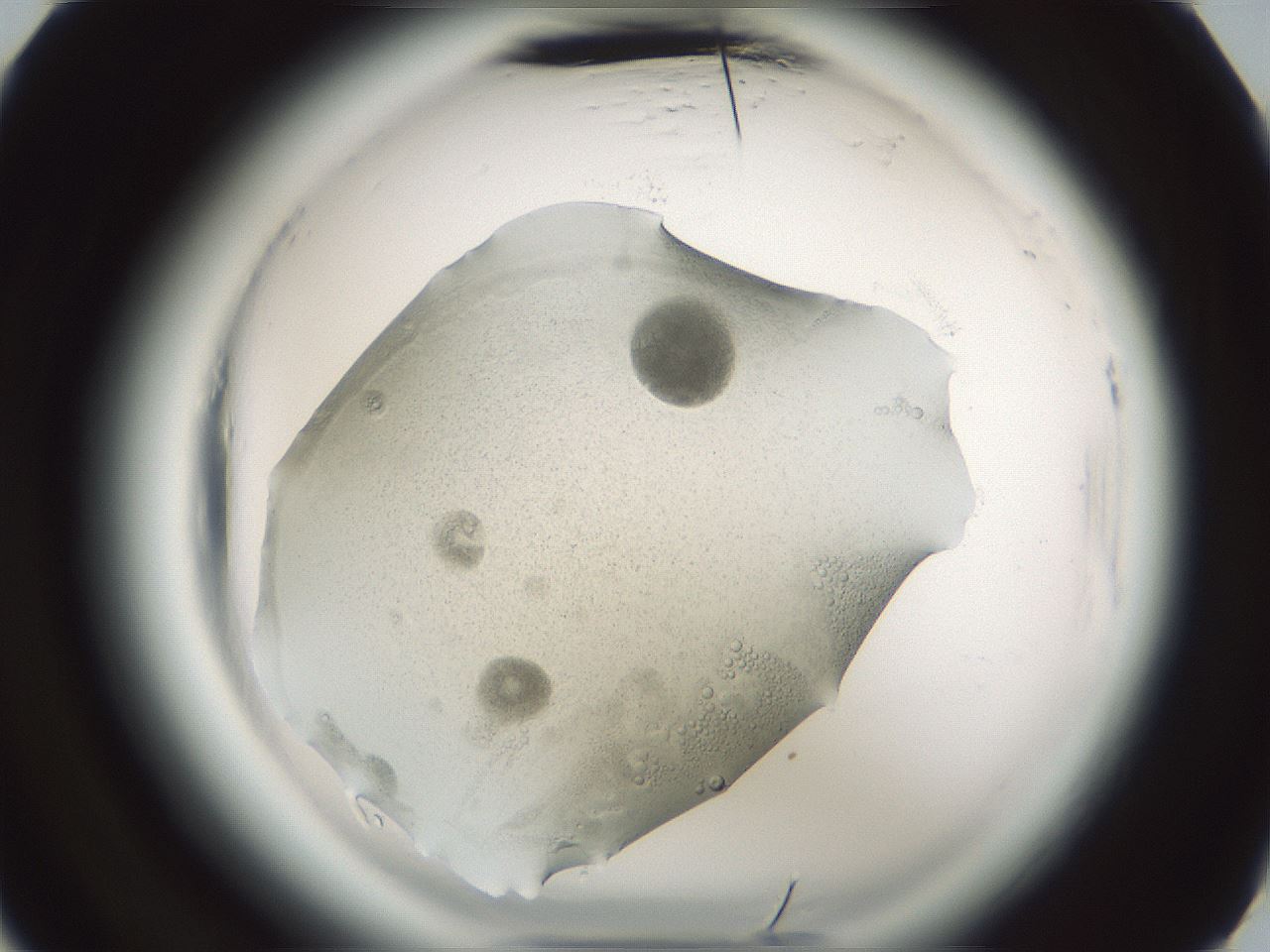 folderID585_plateID2585_batchID13185_wellNum29_profileID1_d3_r205152_ef.jpg