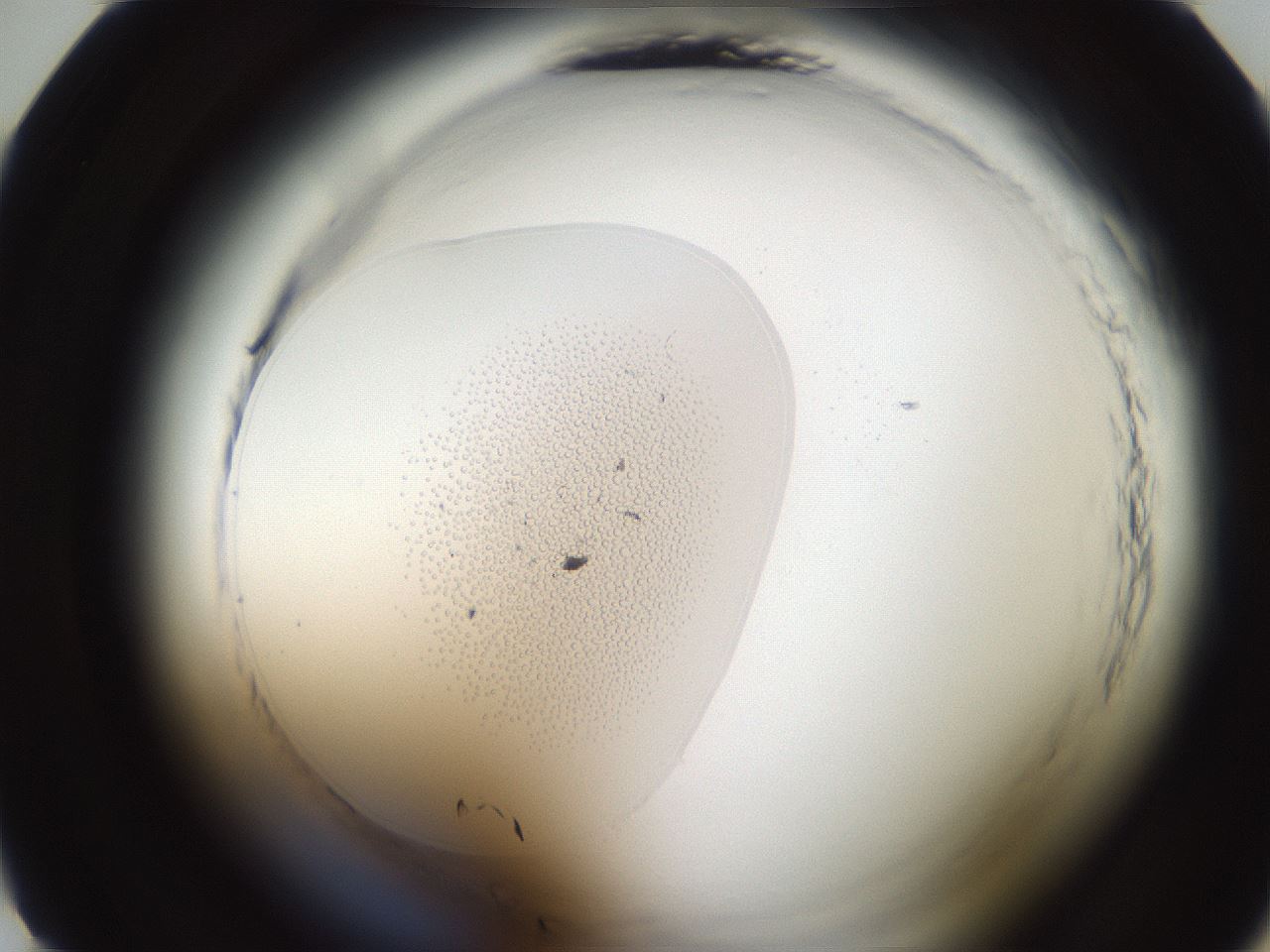 folderID587_plateID2587_batchID13159_wellNum10_profileID1_d1_r197892_ef.jpg