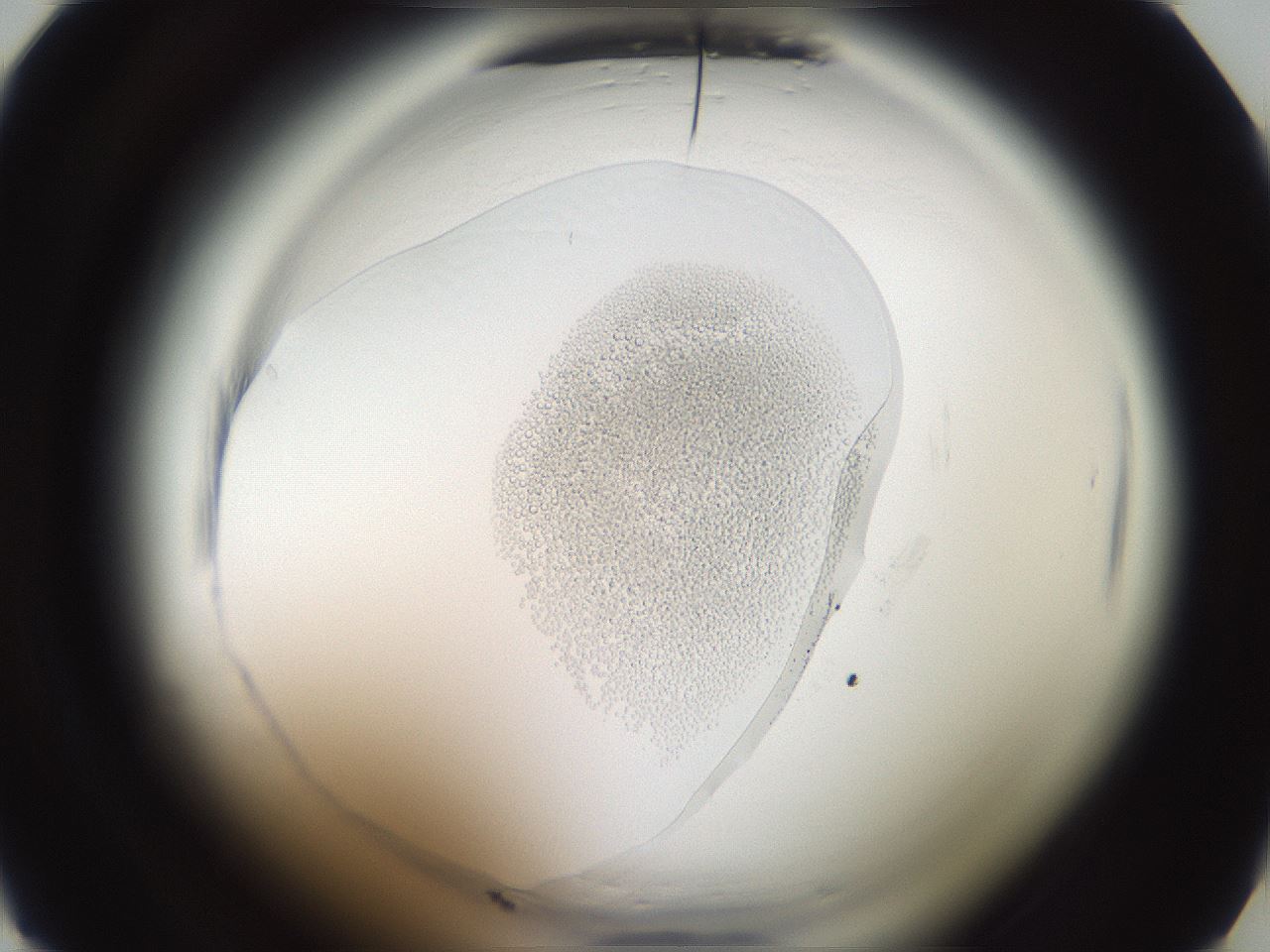 folderID587_plateID2587_batchID13159_wellNum16_profileID1_d1_r197910_ef.jpg