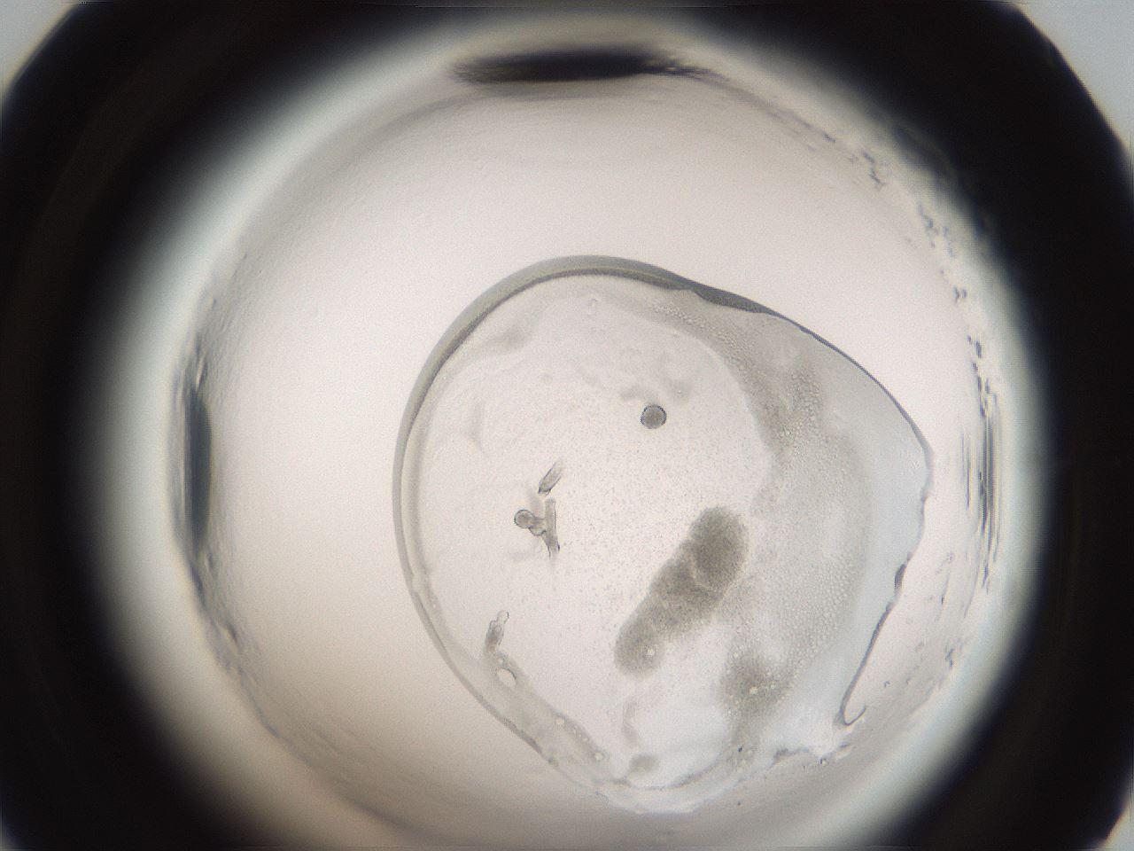 folderID587_plateID2587_batchID13159_wellNum47_profileID1_d2_r198004_ef.jpg