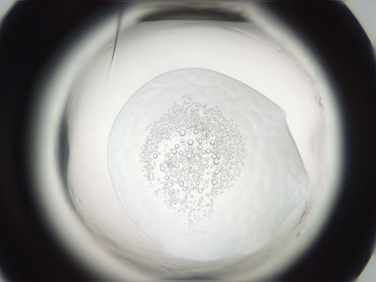 folderID587_plateID2587_batchID13159_wellNum65_profileID1_d1_r198057_ef.jpg
