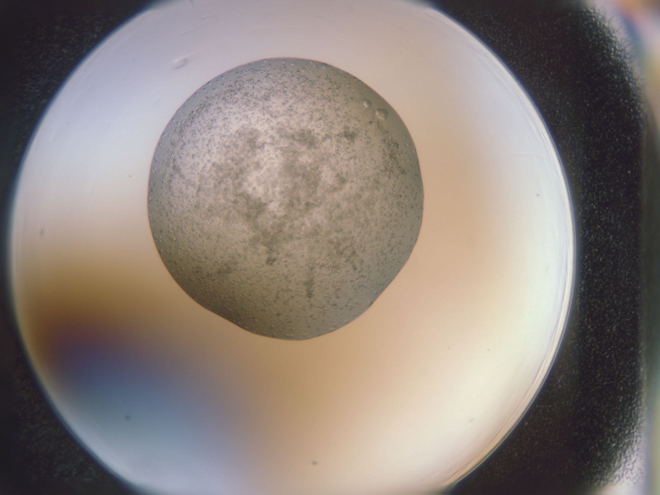folderID588_plateID588_batchID558_wellNum66_profileID1_d1_r12818_ef.jpg