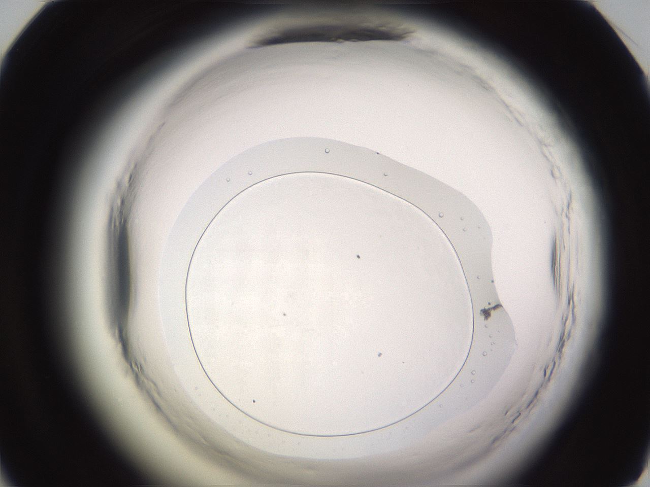 folderID589_plateID2589_batchID13167_wellNum46_profileID1_d1_r200304_ef.jpg