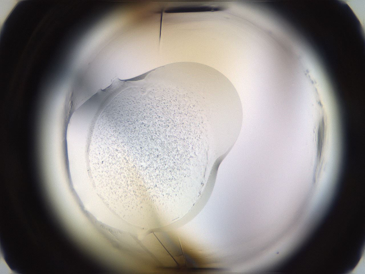 folderID589_plateID2589_batchID13167_wellNum5_profileID1_d2_r200182_ef.jpg