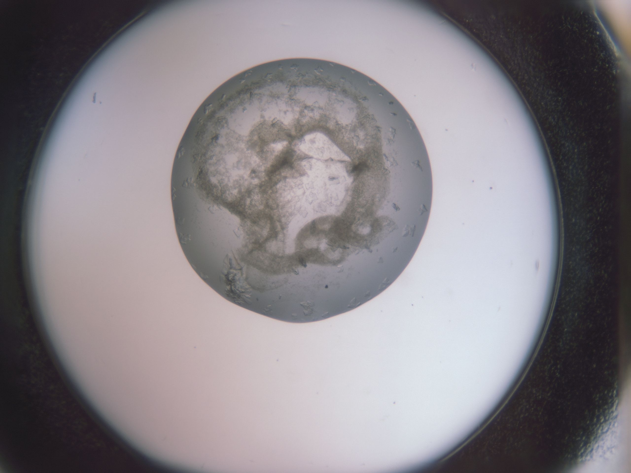 folderID588_plateID588_batchID558_wellNum42_profileID1_d1_r12815_ef.jpg