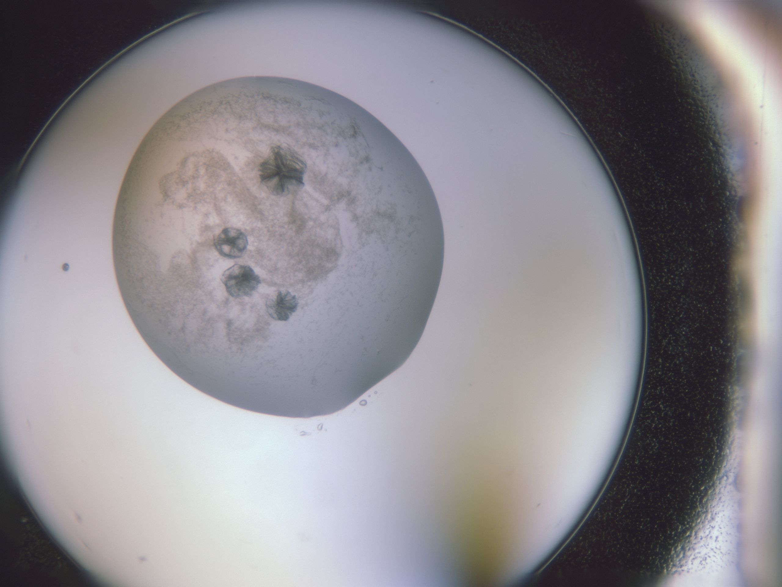 folderID588_plateID588_batchID558_wellNum96_profileID1_d1_r12825_ef.jpg