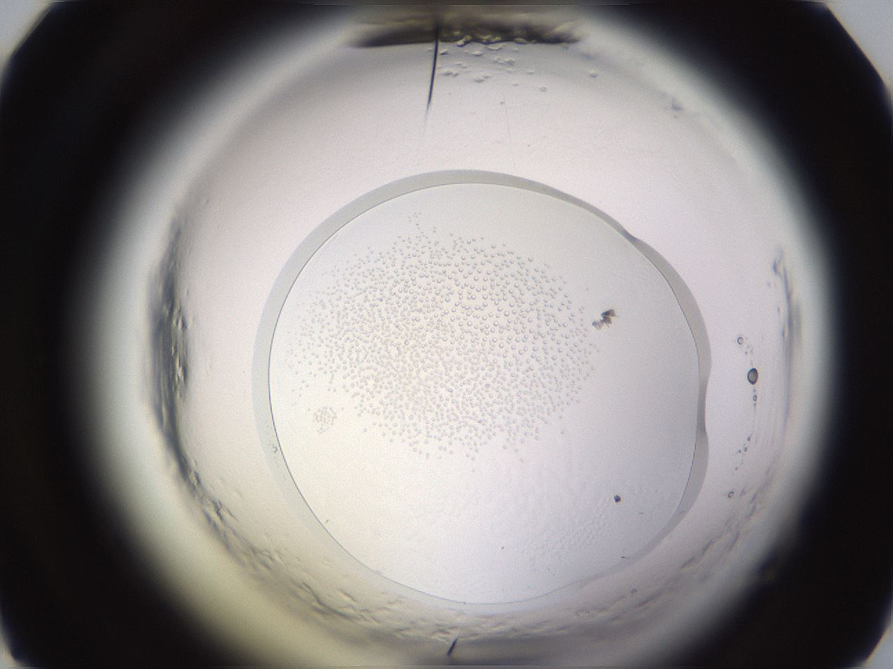 folderID589_plateID2589_batchID13167_wellNum28_profileID1_d1_r200250_ef.jpg
