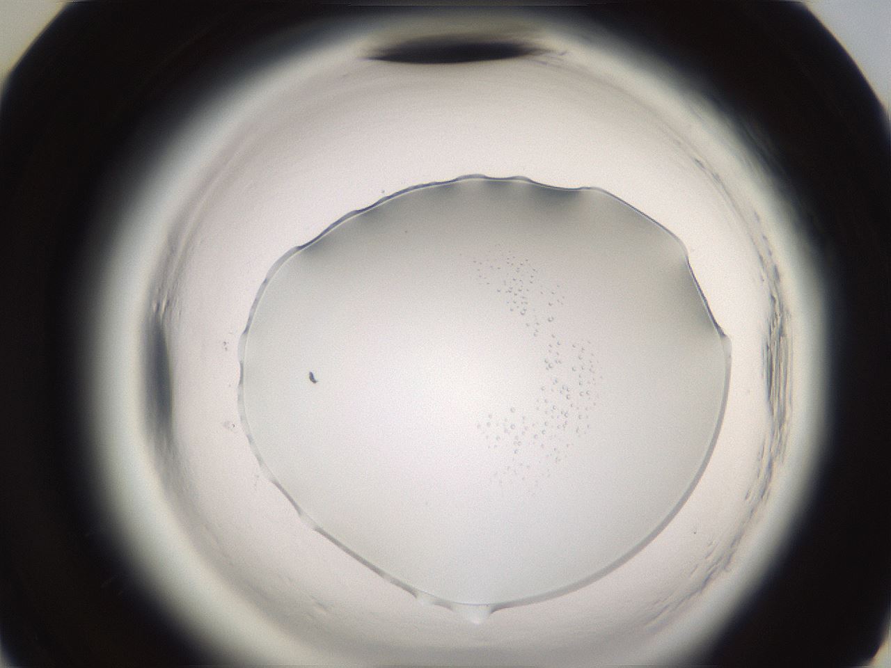 folderID589_plateID2589_batchID13167_wellNum46_profileID1_d3_r200306_ef.jpg
