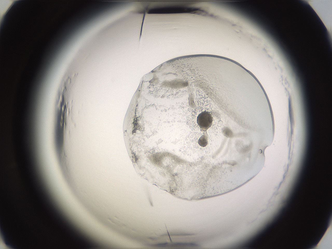 folderID589_plateID2589_batchID13167_wellNum51_profileID1_d2_r200320_ef.jpg