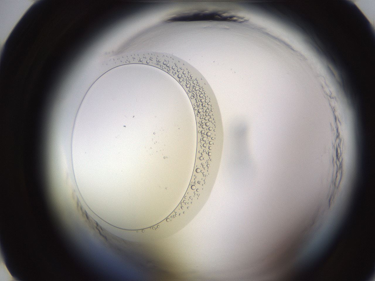 folderID590_plateID2590_batchID13170_wellNum10_profileID1_d1_r201060_ef.jpg