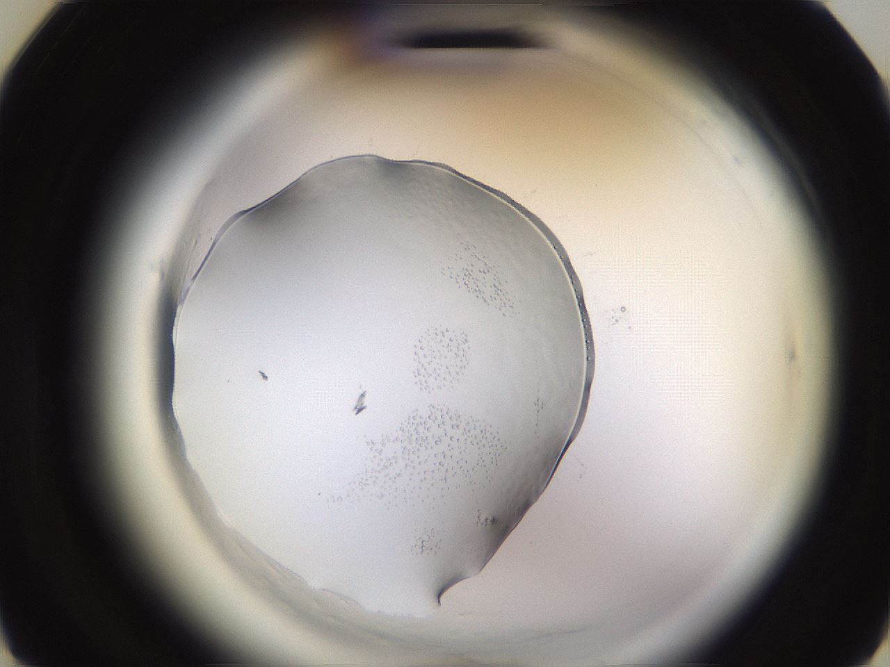 folderID590_plateID2590_batchID13170_wellNum20_profileID1_d3_r201092_ef.jpg