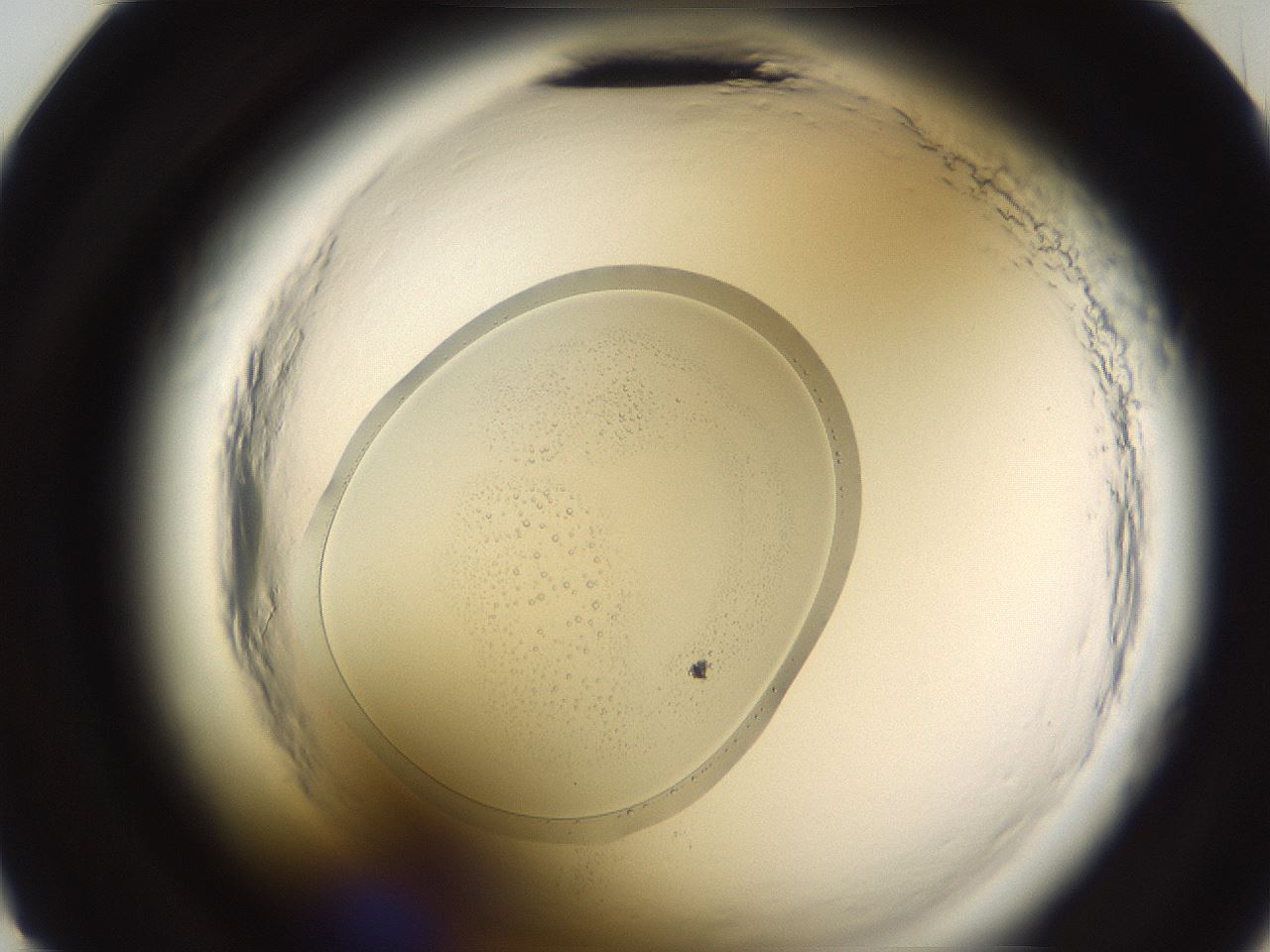 folderID590_plateID2590_batchID13170_wellNum23_profileID1_d2_r201100_ef.jpg