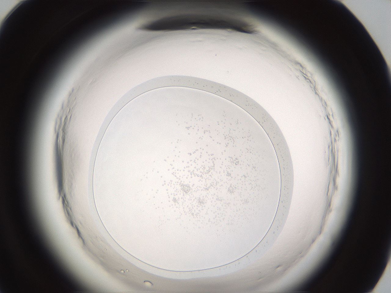 folderID590_plateID2590_batchID13170_wellNum95_profileID1_d1_r201315_ef.jpg