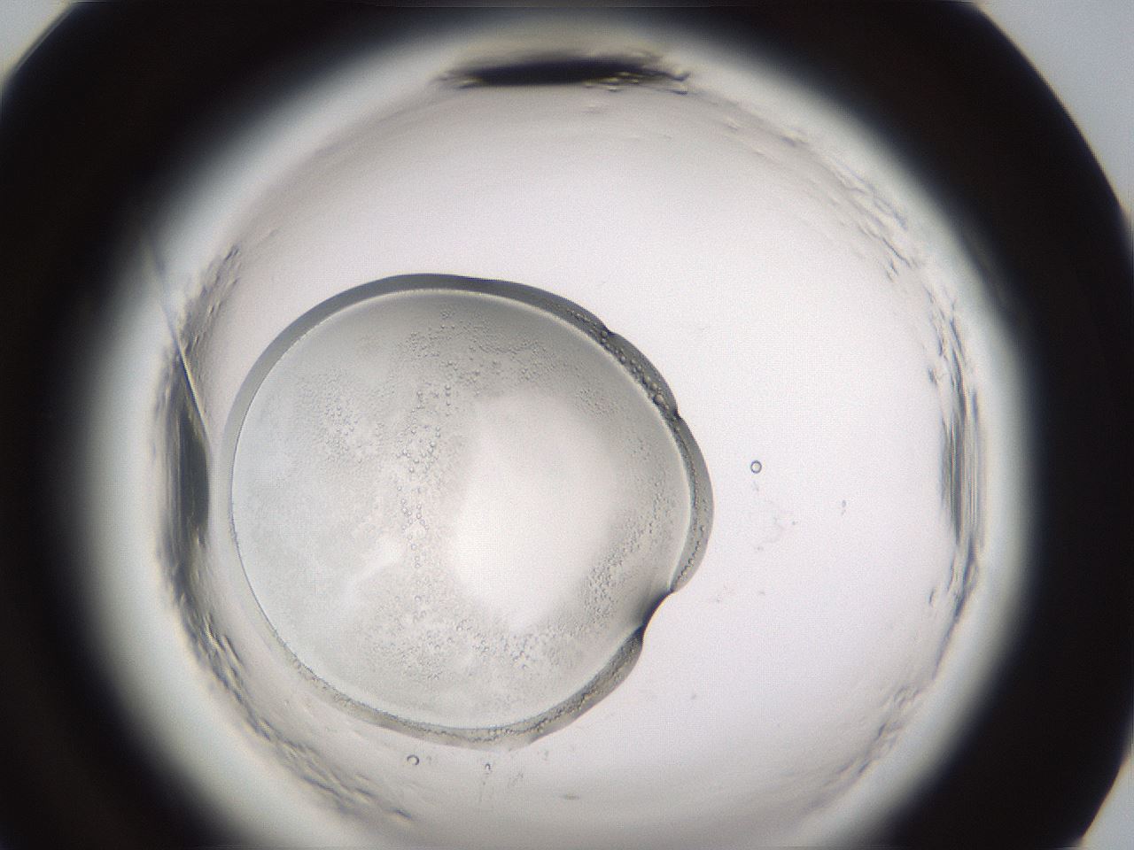 folderID590_plateID2590_batchID13170_wellNum96_profileID1_d2_r201319_ef.jpg