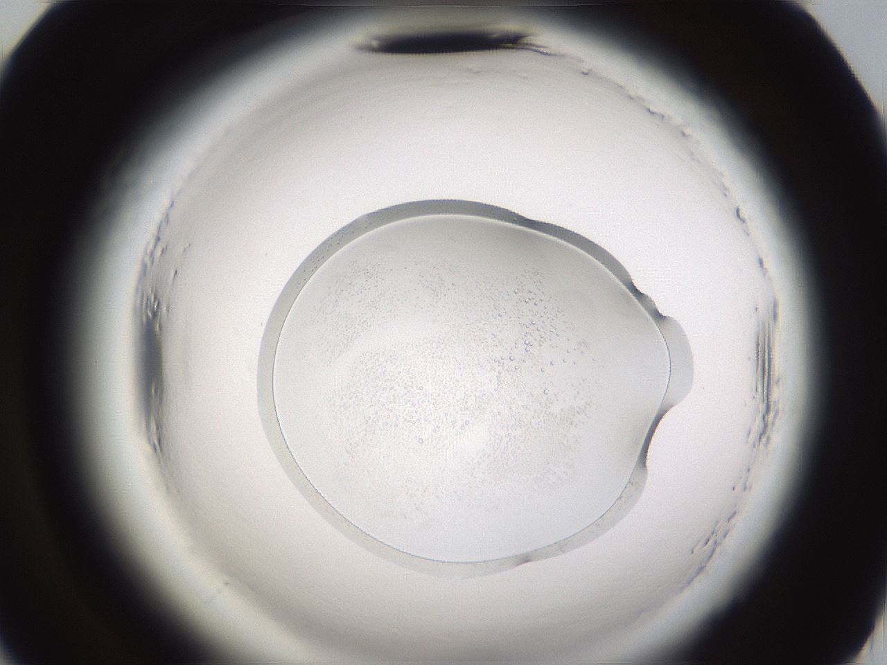folderID591_plateID2591_batchID13174_wellNum70_profileID1_d2_r202393_ef.jpg