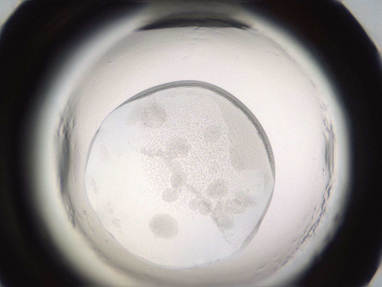 folderID592_plateID2592_batchID13178_wellNum70_profileID1_d1_r203257_ef.jpg