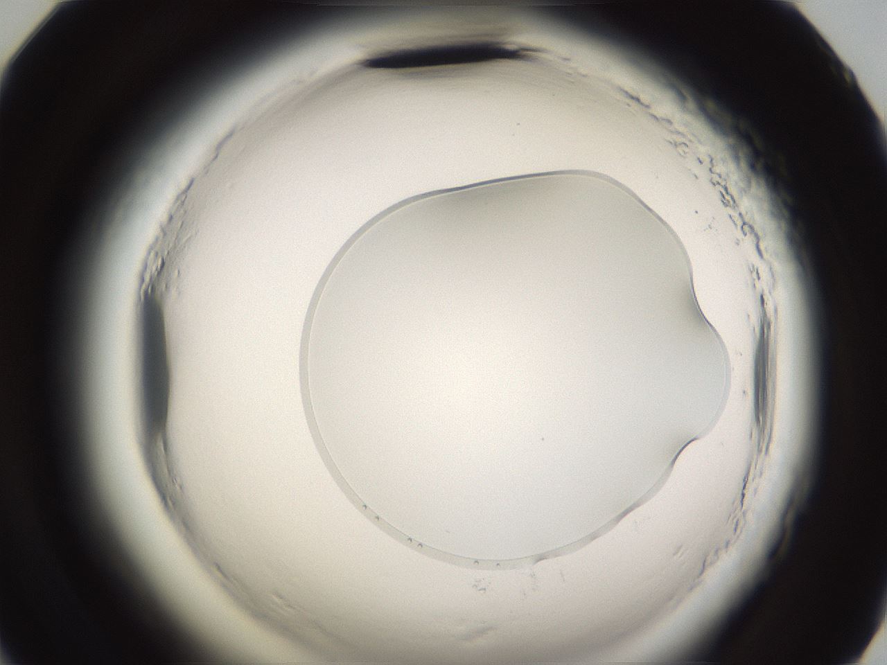 folderID593_plateID2593_batchID13183_wellNum59_profileID1_d2_r204377_ef.jpg
