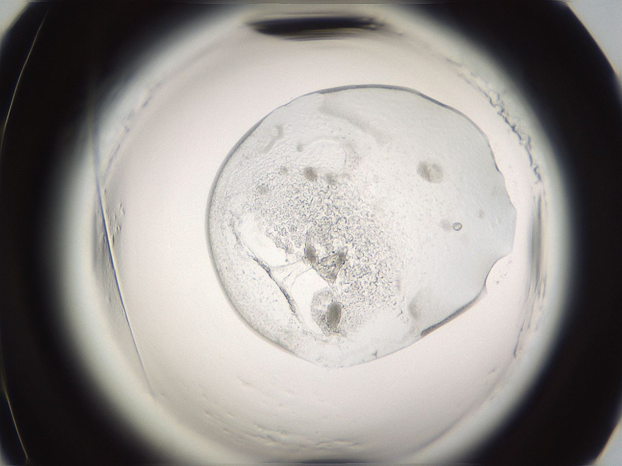 folderID593_plateID2593_batchID13183_wellNum66_profileID1_d2_r204398_ef.jpg