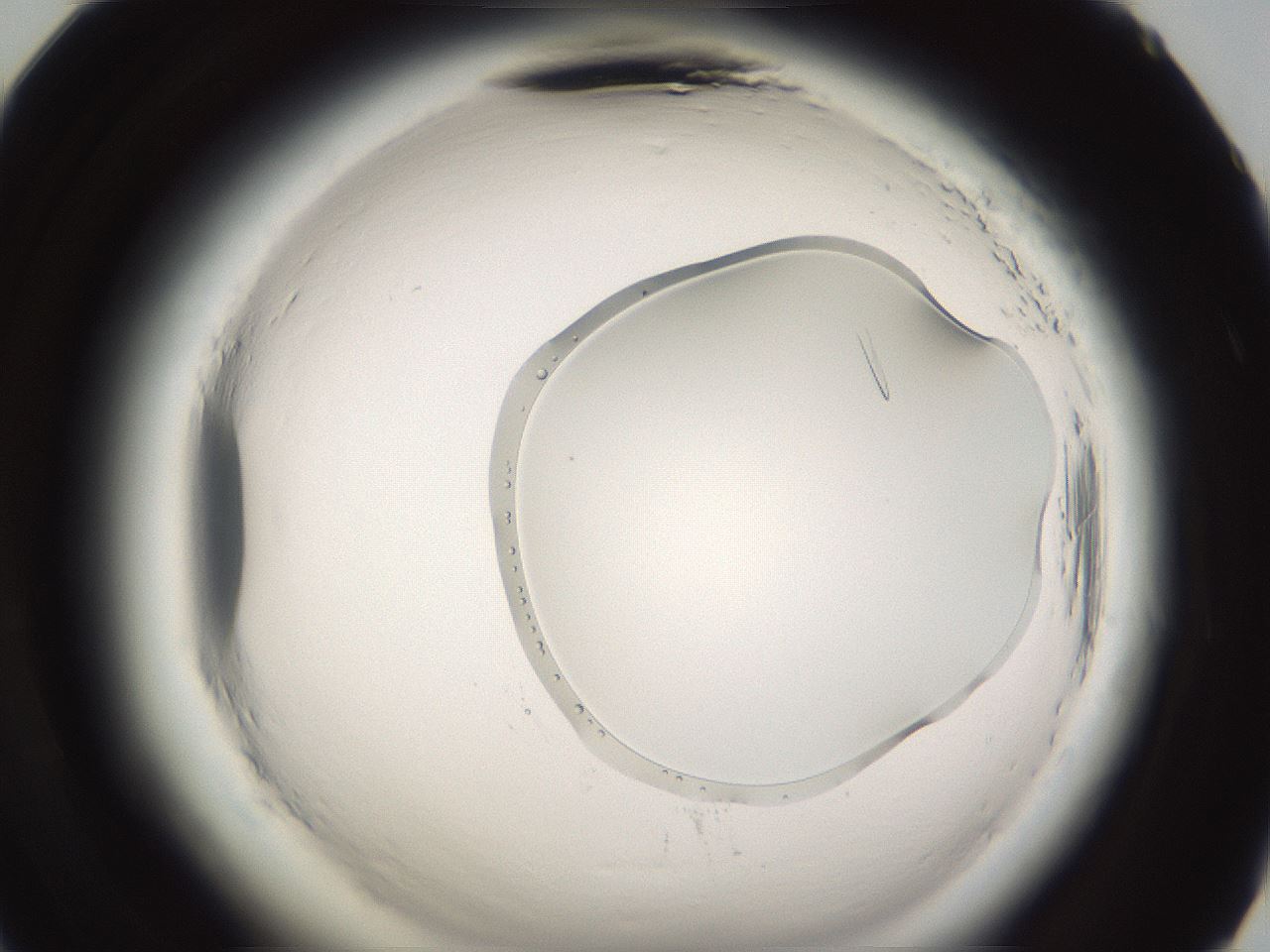 folderID593_plateID2593_batchID13183_wellNum71_profileID1_d2_r204413_ef.jpg