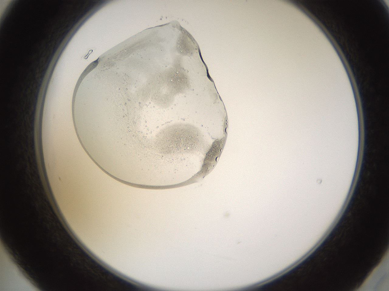 folderID594_plateID1594_batchID6733_wellNum21_profileID1_d2_r106973_ef.jpg