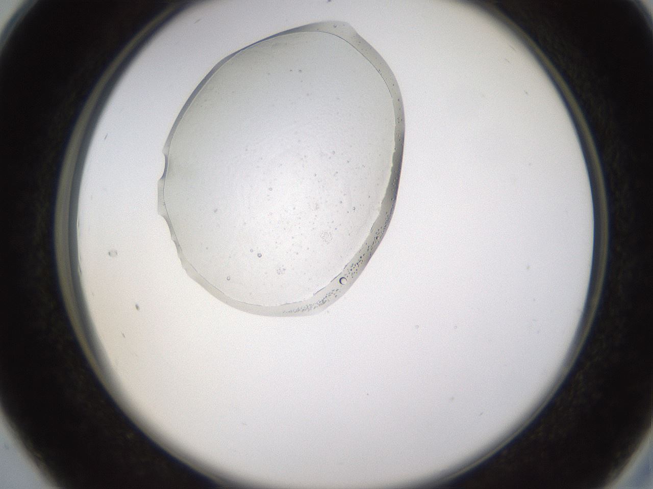 folderID594_plateID1594_batchID6733_wellNum28_profileID1_d2_r106987_ef.jpg