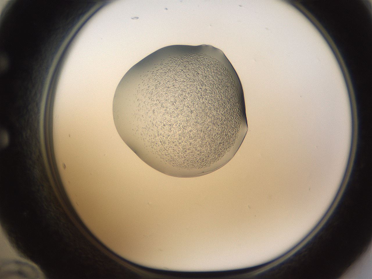 folderID594_plateID1594_batchID6733_wellNum60_profileID1_d1_r107050_ef.jpg