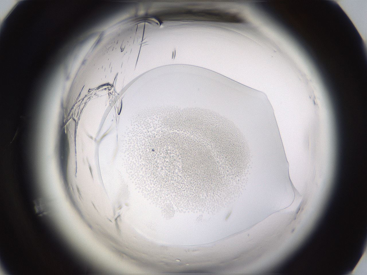 folderID594_plateID2594_batchID13187_wellNum65_profileID1_d1_r205546_ef.jpg