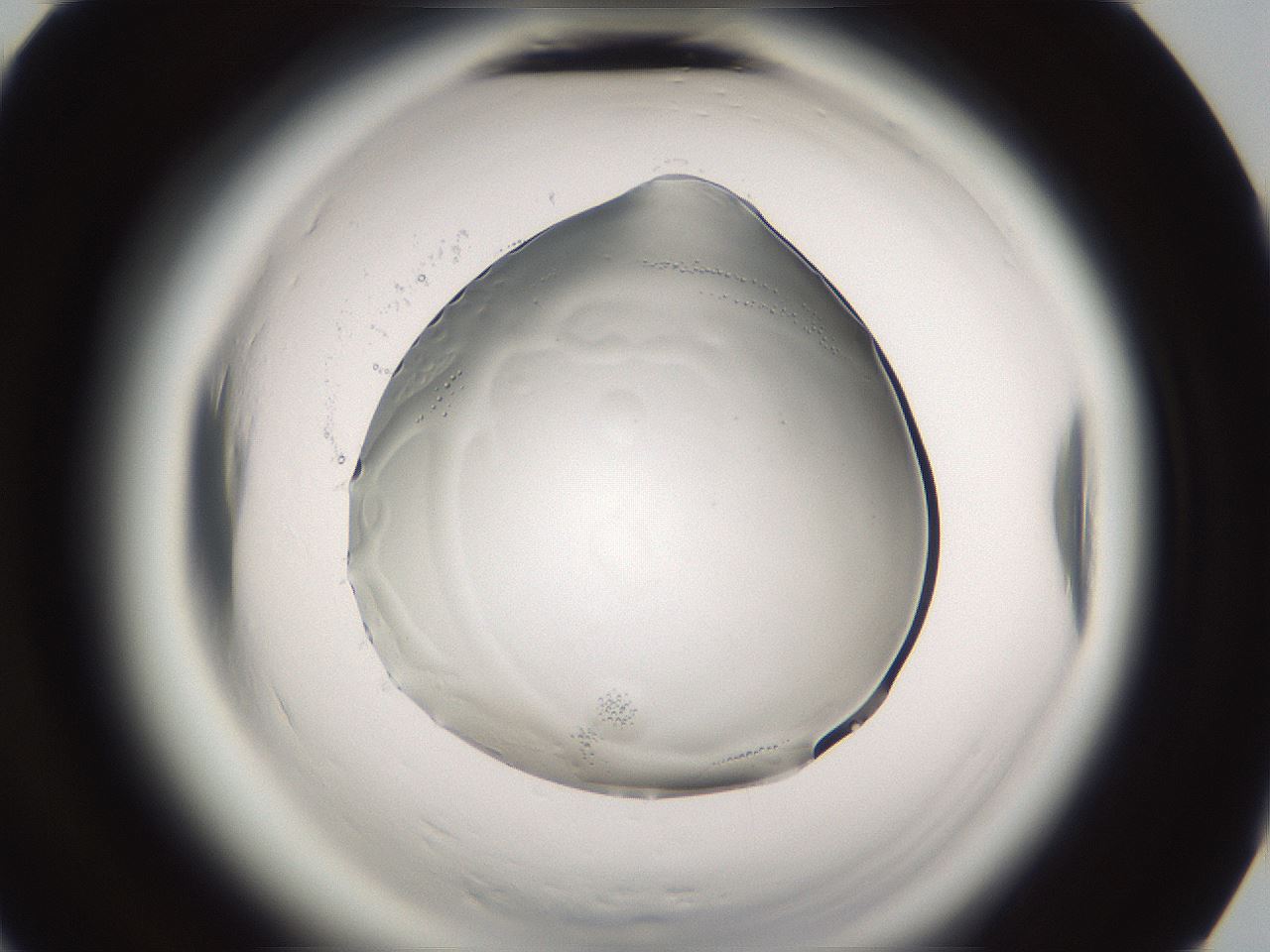 folderID593_plateID2593_batchID13183_wellNum91_profileID1_d3_r204474_ef.jpg