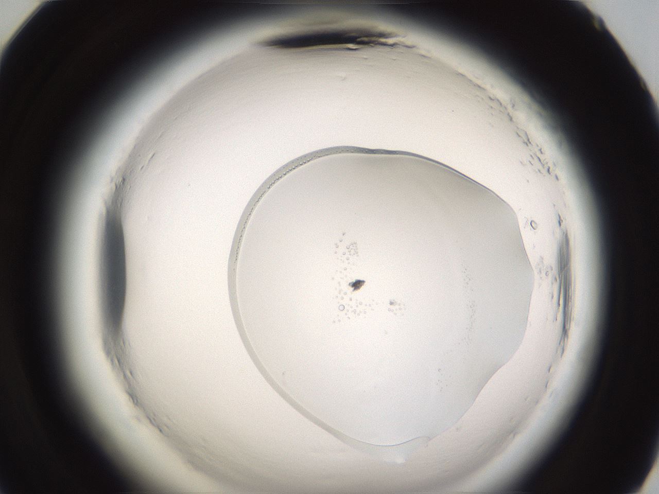 folderID596_plateID2596_batchID13191_wellNum71_profileID1_d2_r207005_ef.jpg