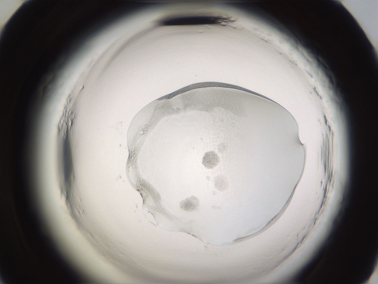 folderID594_plateID2594_batchID13187_wellNum58_profileID1_d2_r205526_ef.jpg