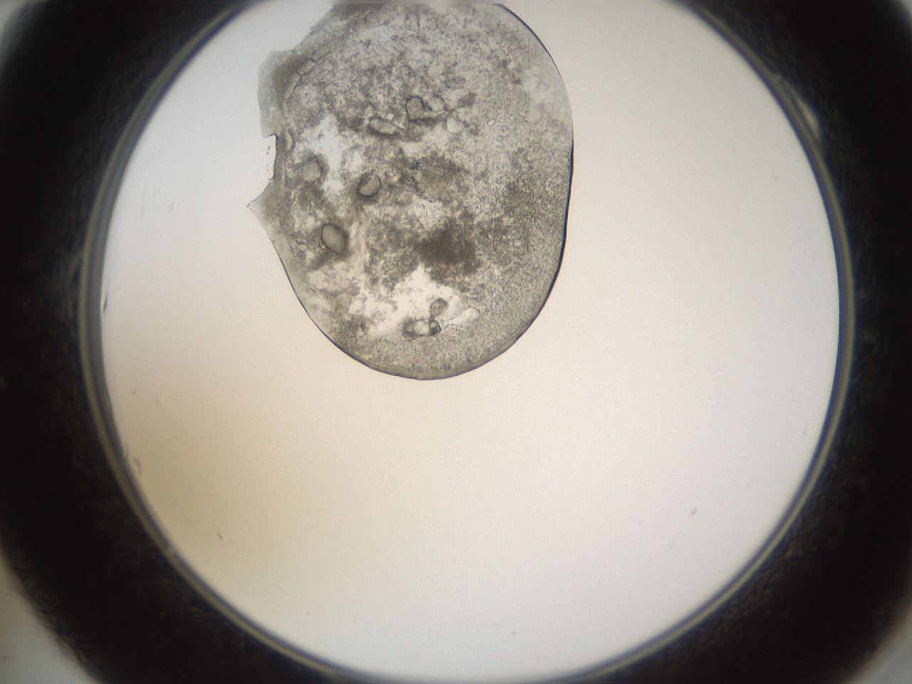 folderID595_plateID1595_batchID6723_wellNum10_profileID1_d2_r105031_ef.jpg