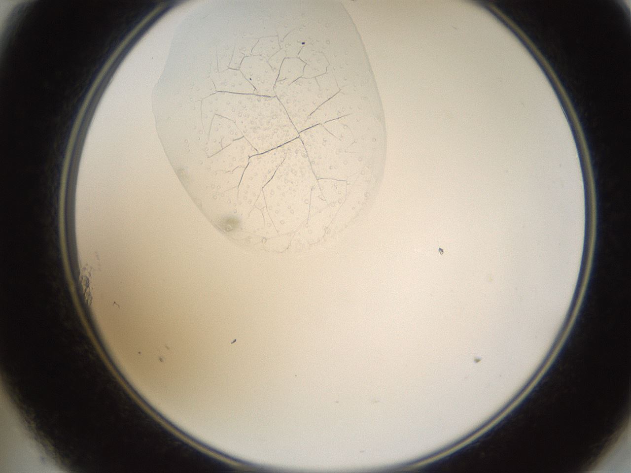 folderID595_plateID1595_batchID6723_wellNum11_profileID1_d2_r105033_ef.jpg