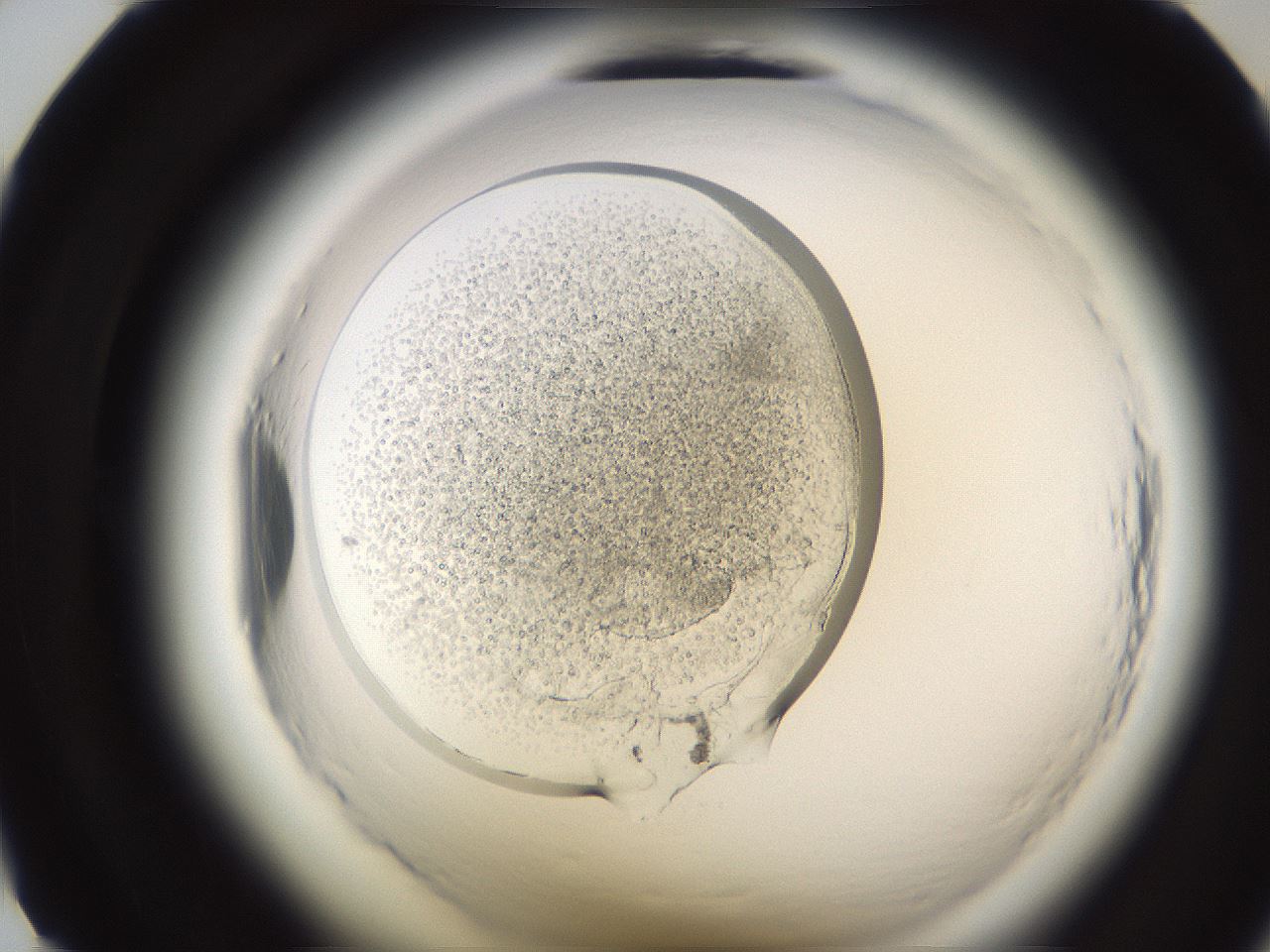 folderID595_plateID2595_batchID13189_wellNum12_profileID1_d1_r206251_ef.jpg