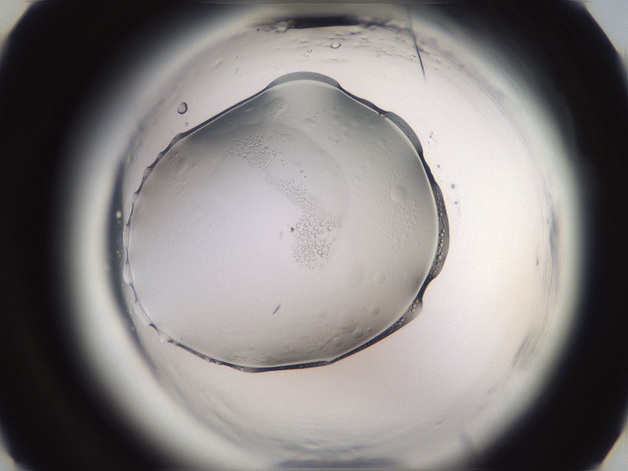 folderID595_plateID2595_batchID13189_wellNum13_profileID1_d3_r206256_ef.jpg