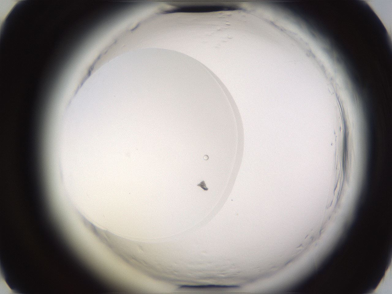 folderID595_plateID2595_batchID13189_wellNum37_profileID1_d2_r206327_ef.jpg