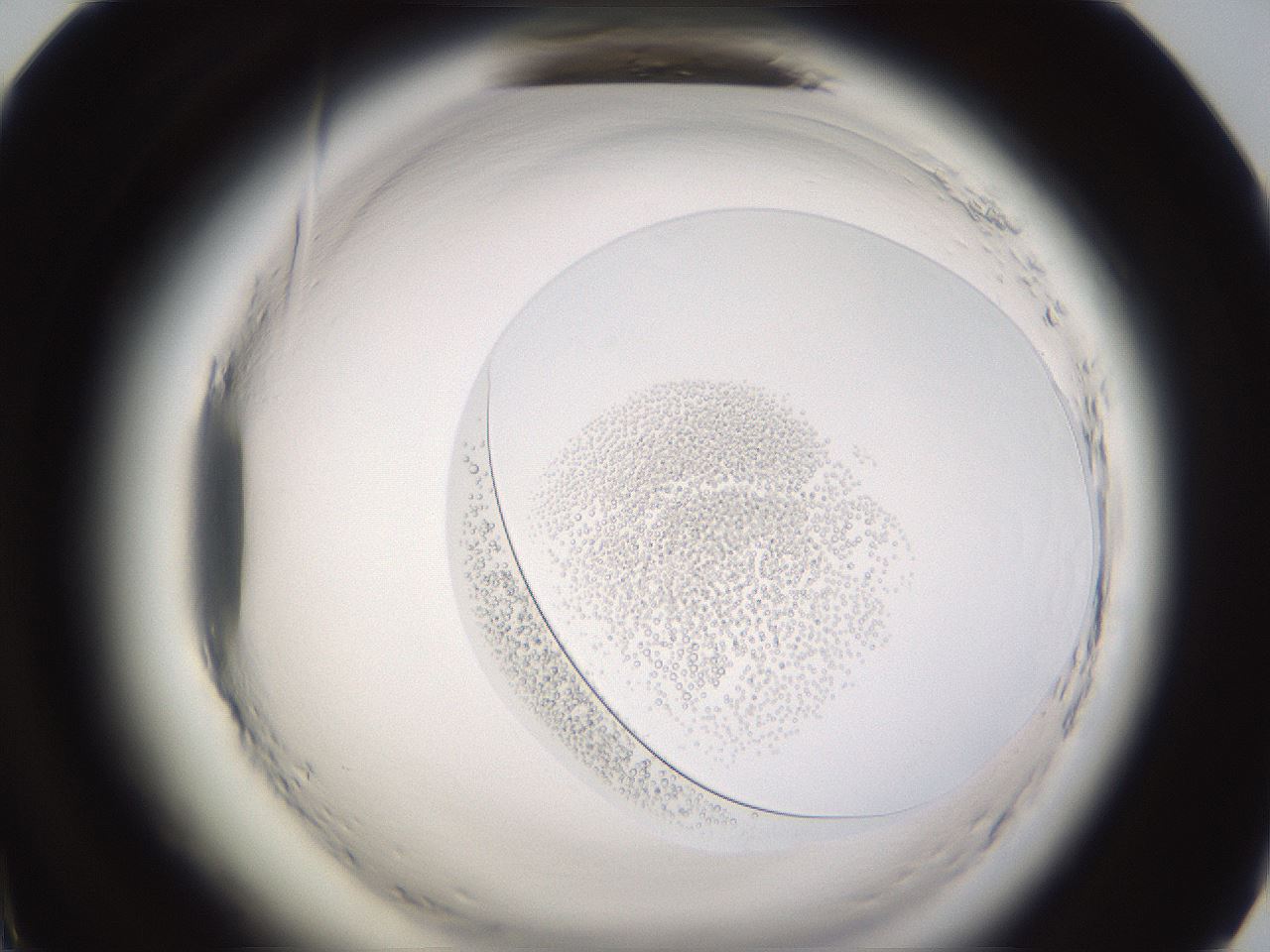 folderID595_plateID2595_batchID13189_wellNum72_profileID1_d1_r206431_ef.jpg