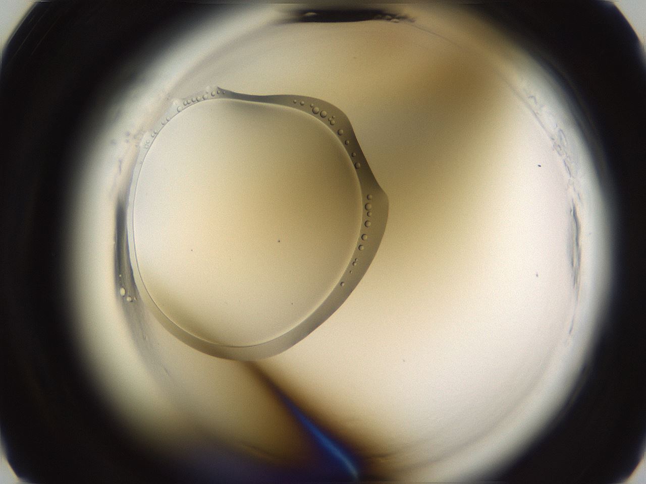 folderID595_plateID2595_batchID13189_wellNum7_profileID1_d2_r206237_ef.jpg