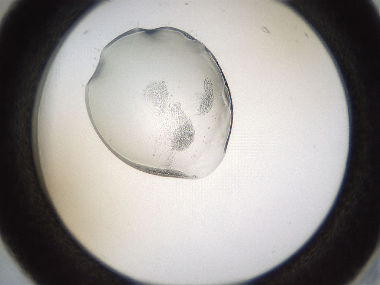 folderID596_plateID1596_batchID6729_wellNum18_profileID1_d2_r106199_ef.jpg