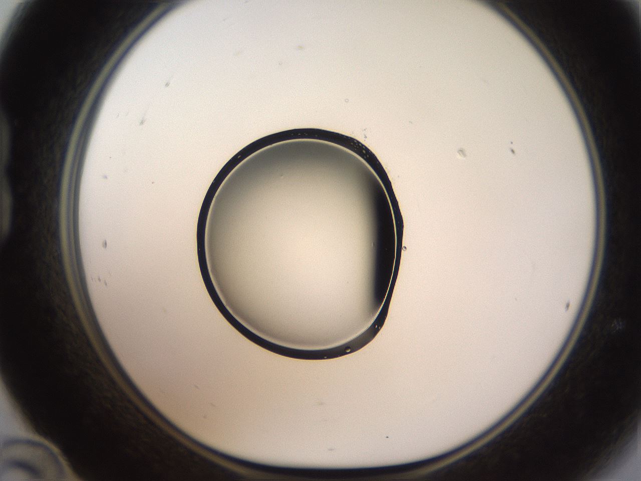 folderID596_plateID1596_batchID6729_wellNum24_profileID1_d1_r106210_ef.jpg