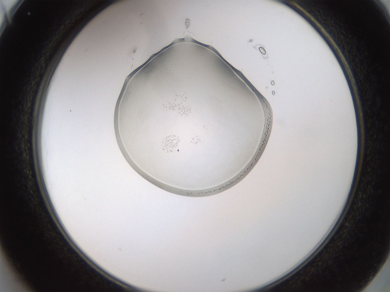 folderID596_plateID1596_batchID6729_wellNum25_profileID1_d2_r106213_ef.jpg