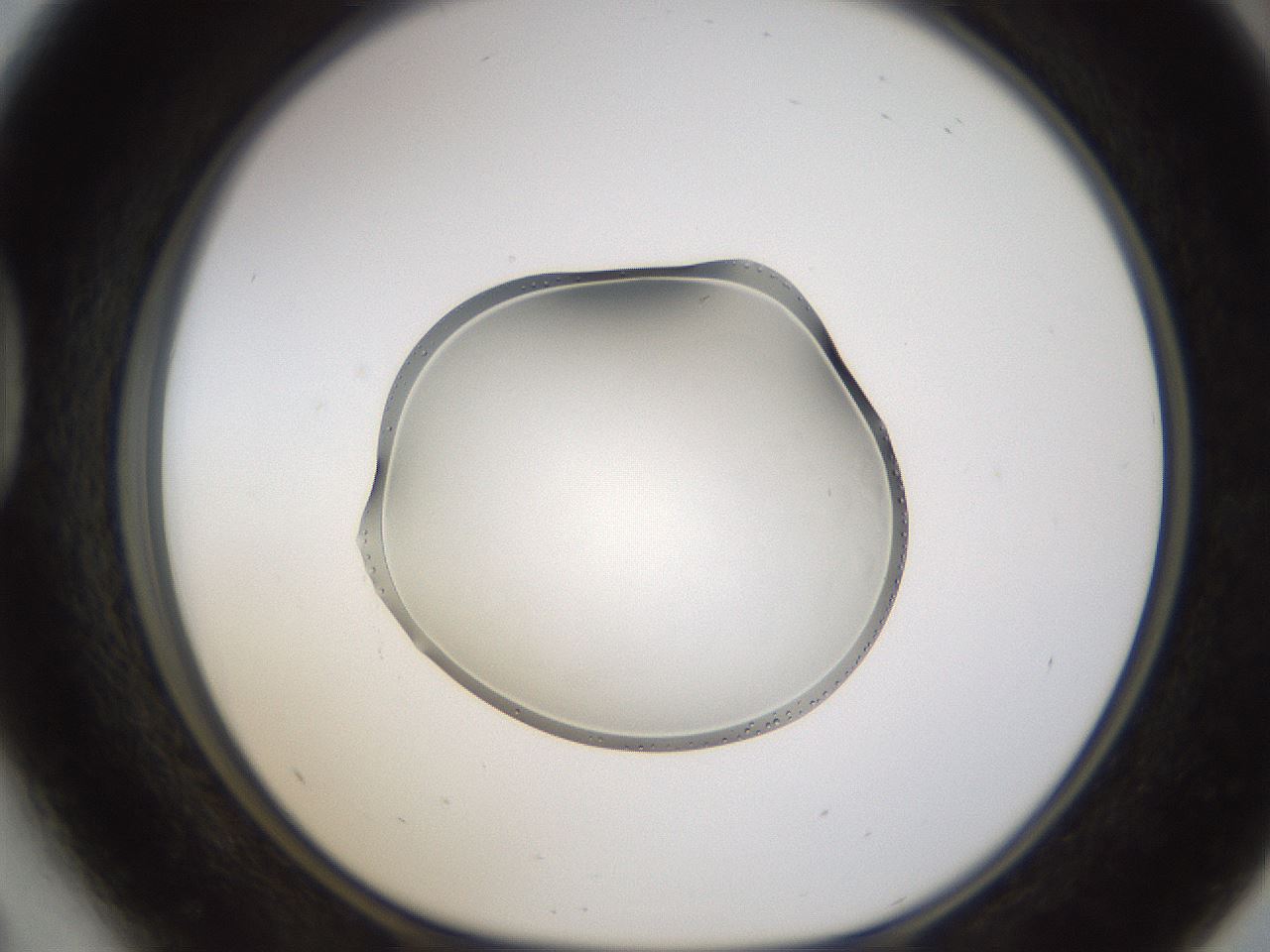 folderID596_plateID1596_batchID6729_wellNum41_profileID1_d1_r106244_ef.jpg