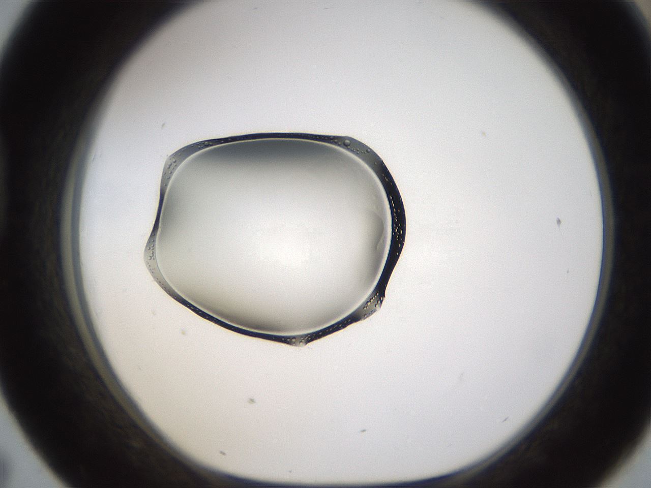 folderID596_plateID1596_batchID6729_wellNum43_profileID1_d1_r106248_ef.jpg