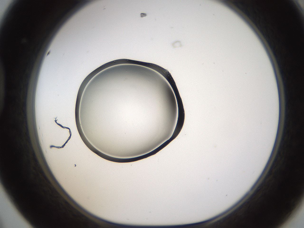 folderID596_plateID1596_batchID6729_wellNum44_profileID1_d1_r106250_ef.jpg