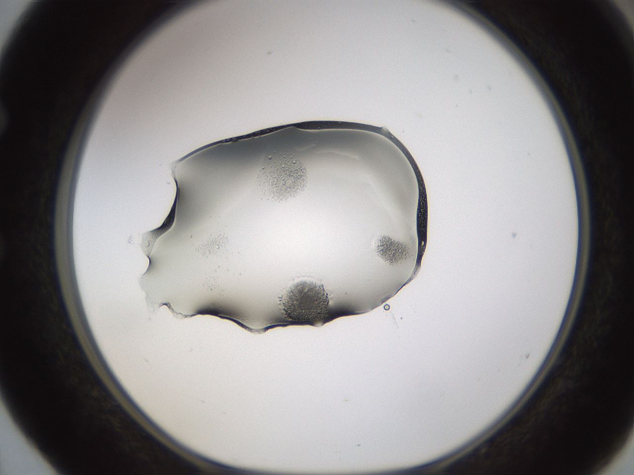 folderID596_plateID1596_batchID6729_wellNum52_profileID1_d1_r106266_ef.jpg