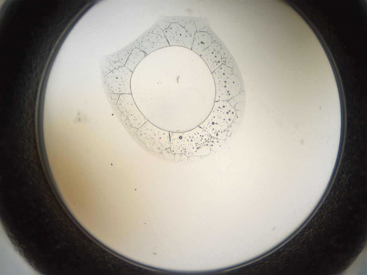 folderID596_plateID1596_batchID6729_wellNum71_profileID1_d2_r106305_ef.jpg